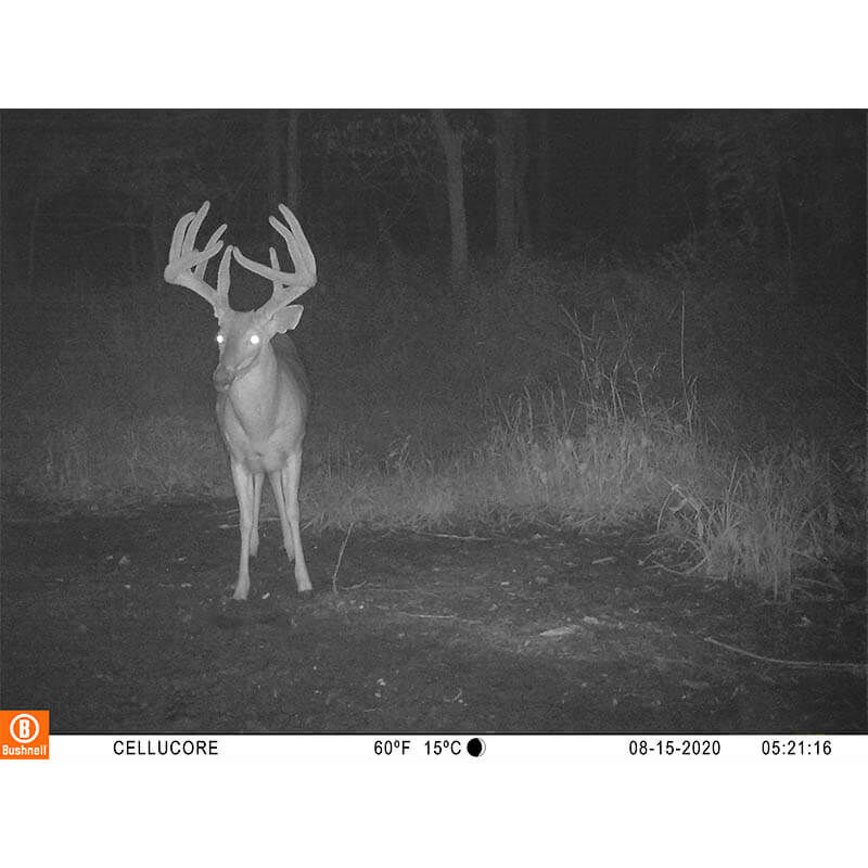 bushnell 20mp trail camera